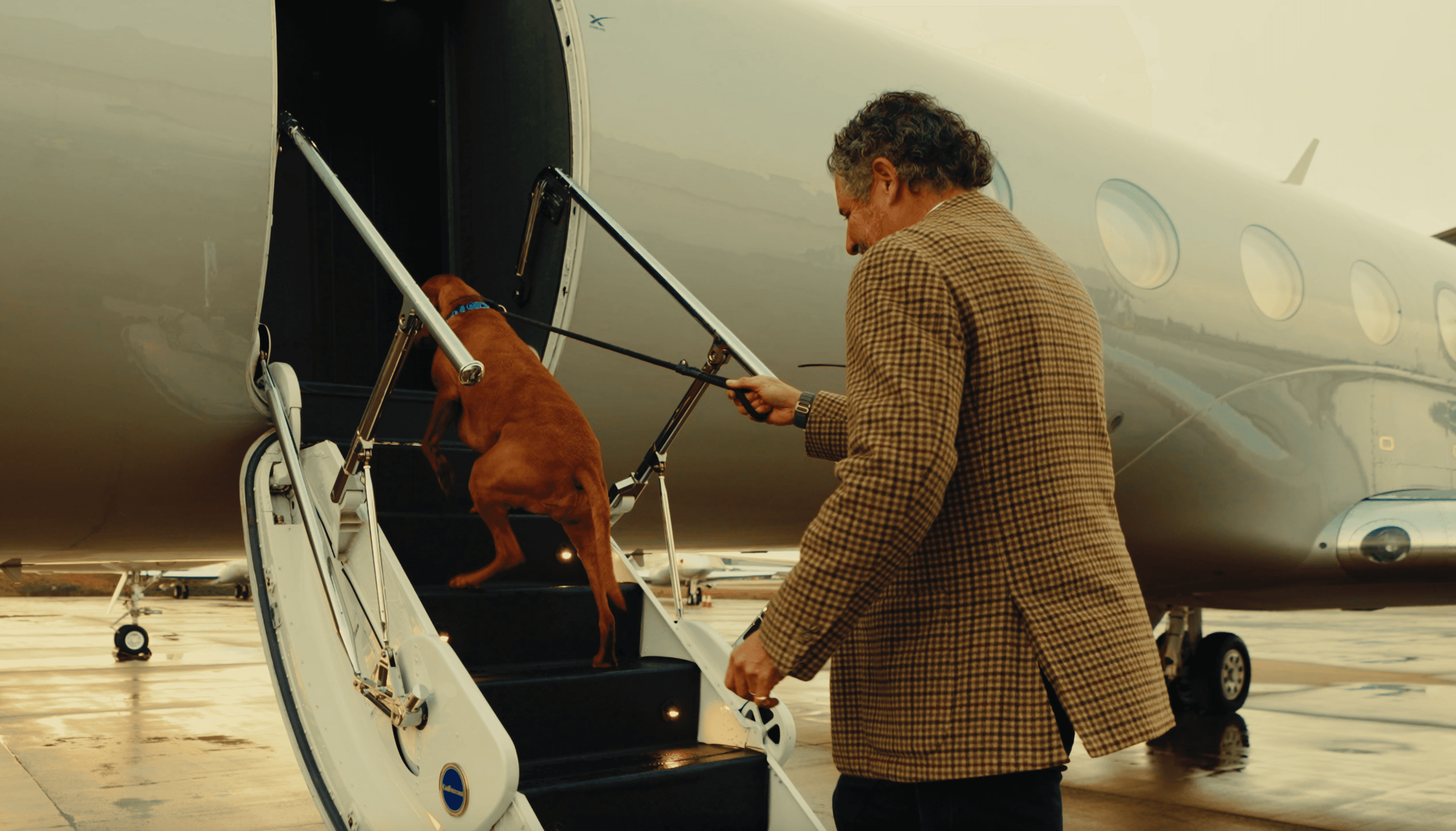 International Pet Relocation: How to Fly Your Dog Overseas