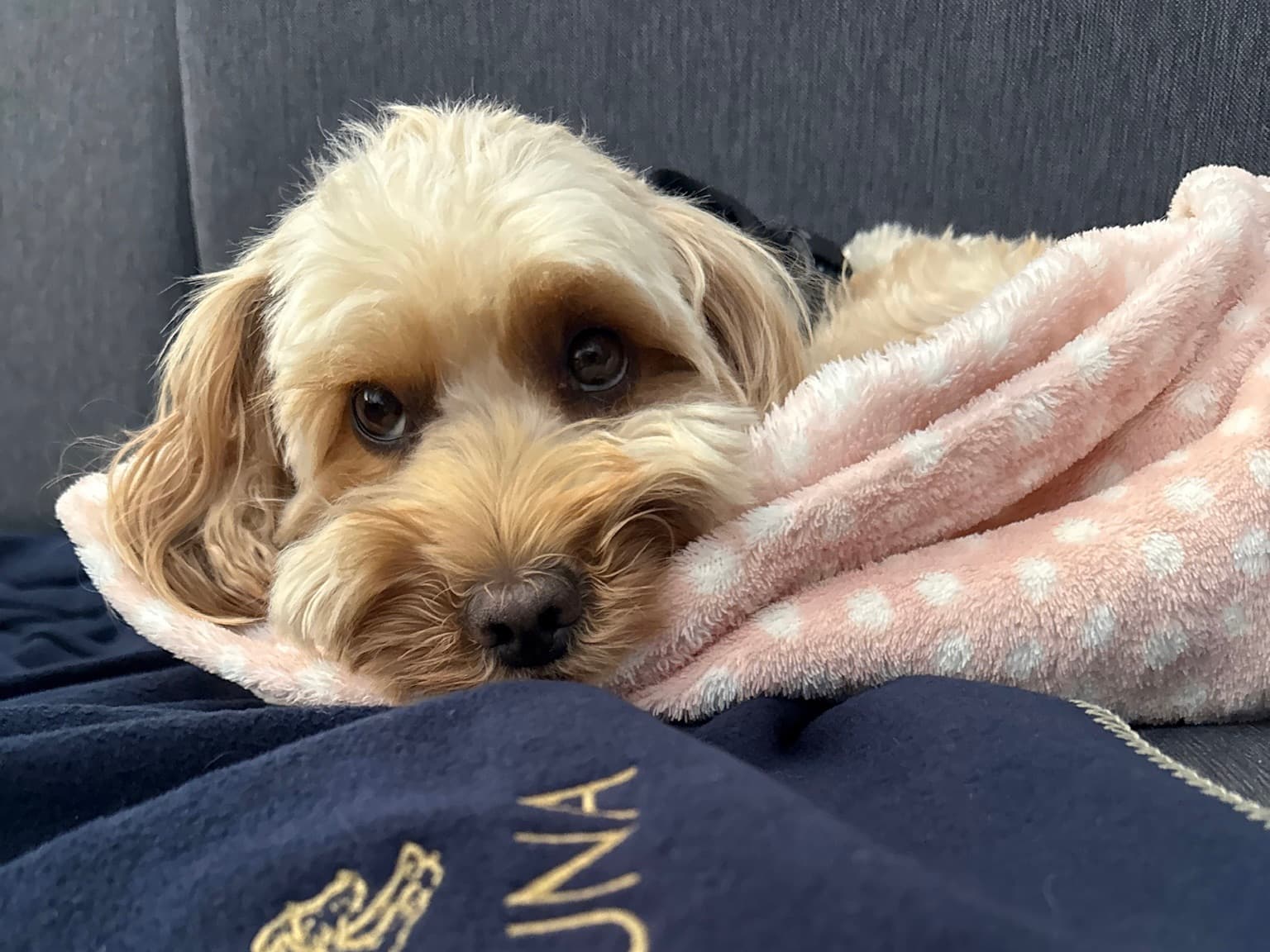 Preparing together – what actually settles your pet