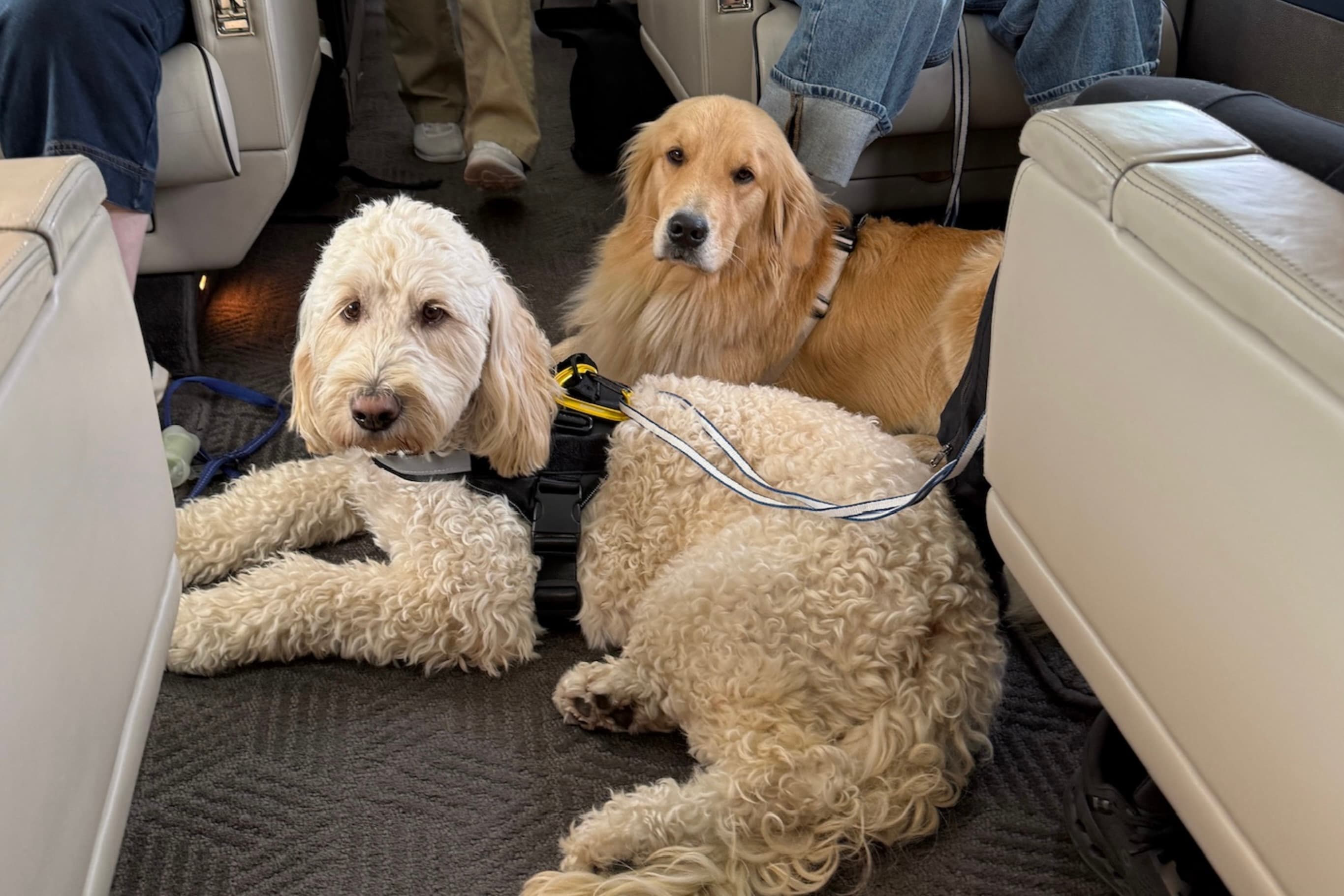 Pheromones and flying pets: the finishing touch for a calm cabin