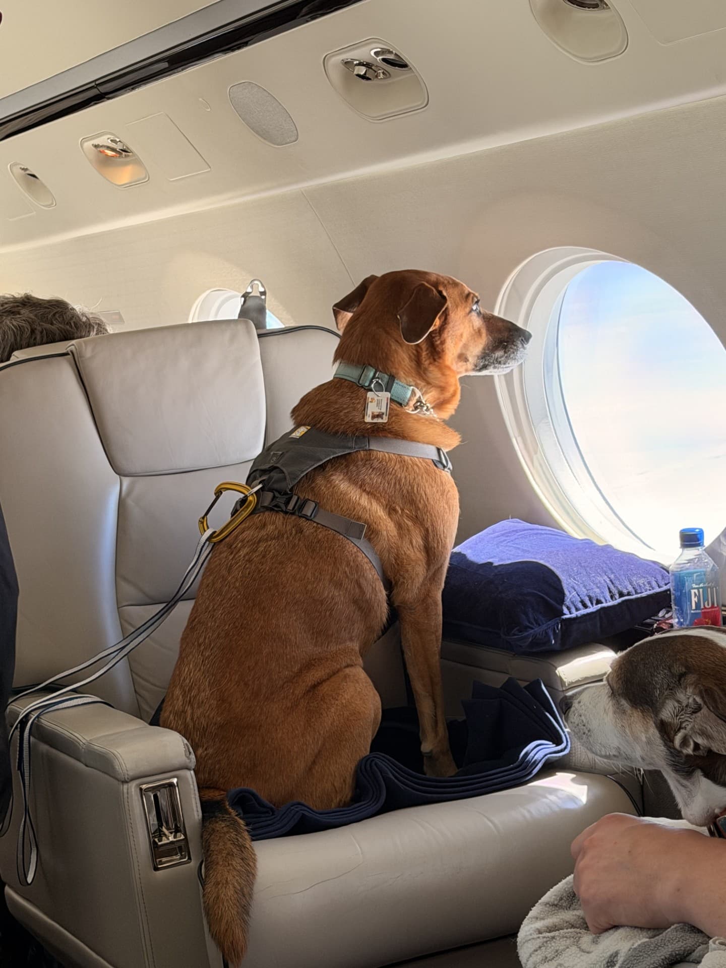 How to Choose a Pet Charter Flight: What Actually Matters